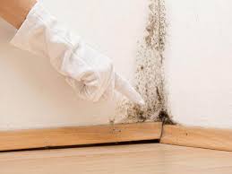 Trusted South Amboy, NJ Mold Prevention & Removal  Experts